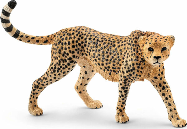 cheetah female 14746