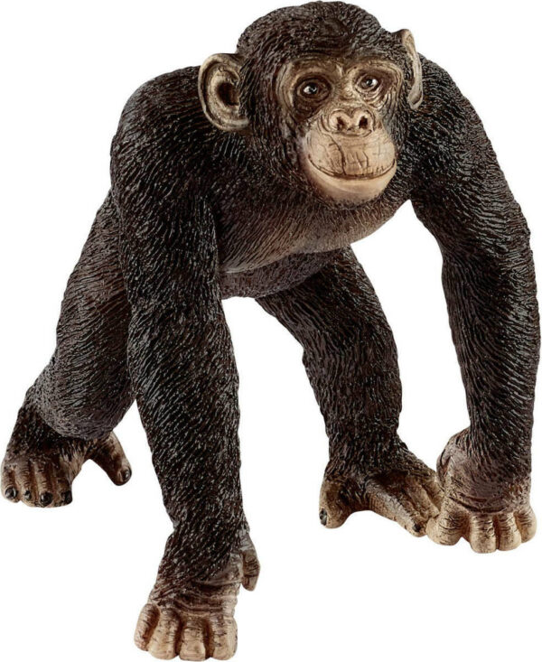 chimpanzee male 14817